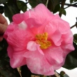 Pleasant Memories Variegated